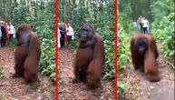 Orangutanu pala klapna pred dolazak nove grupe turista