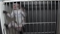 (UZNEMIRUJUĆI SNIMAK) Nemačka laboratorija divljački zlostavlja životinje