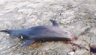 Izboden delfin pronađen na obali u Puli: Ležao je u lokvi krvi, sa ubodima na više mesta