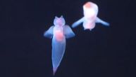U Jadranu pronađen "morski anđeo": Pogledajte kako izgleda ovaj plivajući puž