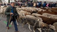 Hiljade ovaca na ulicama Madrida umesto automobila: Danas samo pastiri "voze"
