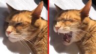 Mačka navila vlasnika umesto alarma da joj peva pesmicu za dobro jutro
