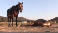 Dajte ovom konju Oskara: Kad neko krene da ga jaše - pravi se da je mrtav