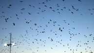 Neverovatan fenomen: Stotine hiljada ptica plesalo na nebu, stručnjaci imaju objašnjenje