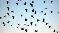 Naučnici istražuju o čemu se radi: Stotine čvoraka palo na autoput, mrtve ptice zaustavile saobraćaj
