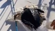 Plemenit gest jedriličara na Jadranu: Spasli kornjaču koja se zapetljala u džak