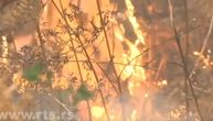Bukte požari u Srbiji: Vatrogasci se muče sa nepristupačnim terenom, u Trgovištu vanredno stanje
