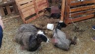 Psi lutalice upali u tor i rastrgli sve ovce domaćinu iz Novog Pazara, a onda nasrnuli na njega