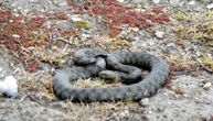 Rumunku u Splitu na plaži ujela zmija: Osetila jak bol u nozi, pa videla gmizavca kako beži u grm