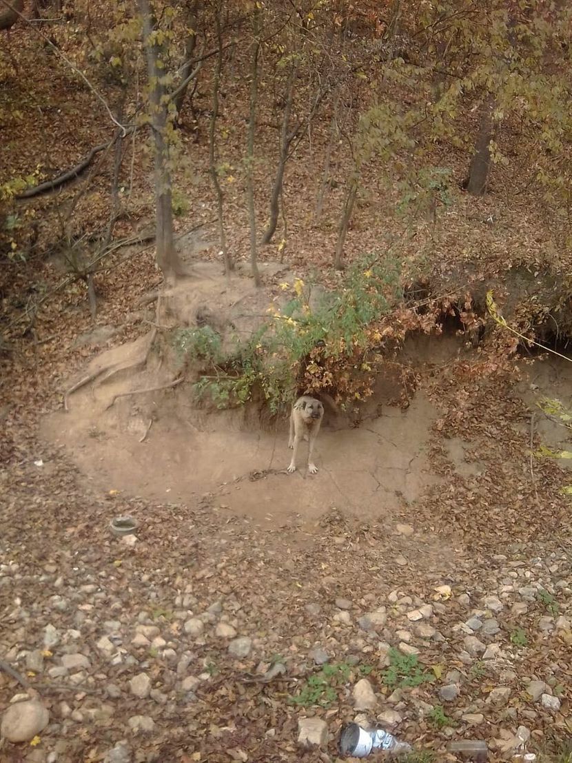 Turski kangal, Racnik Turski kangal, Racnik