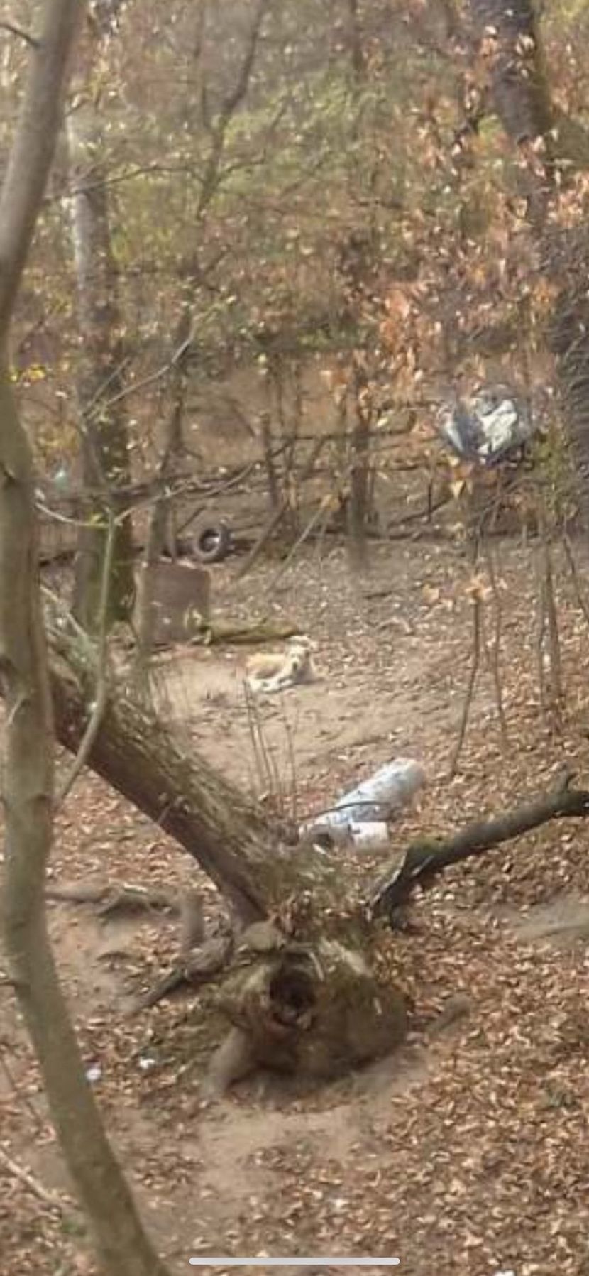 Turski kangal, Racnik Turski kangal, Racnik