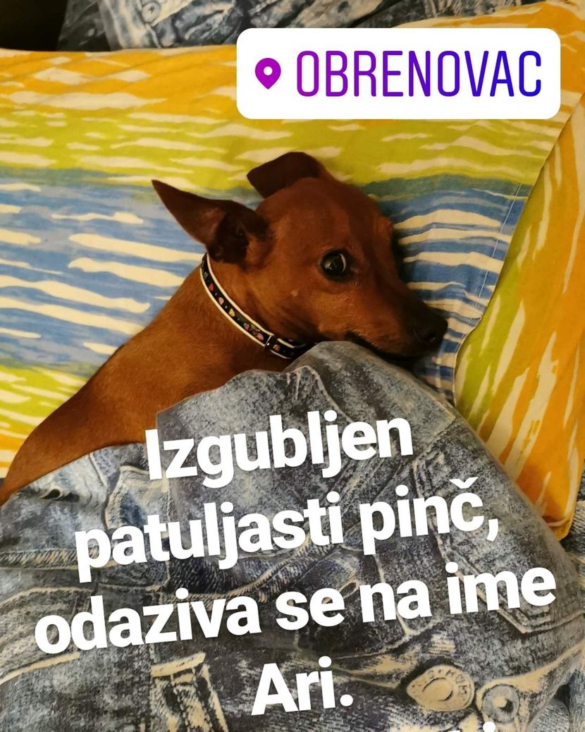 Nestao pas Ari Nestao pas Ari