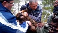 Meče se uhvatilo u zamku za odraslog medveda ruski lovci i šumari mu spasili glavu