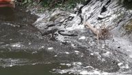 Emergency situation in Ivanjica: Another heating oil spill, Morava River polluted dangerously