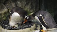 Sve je moguće: Australijski gej pingvini postali roditelji po drugi put
