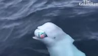 Snimak kita koji hvata loptu nasred mora oduševio sve, ljudi misle da je on odbegli "ruski špijun"