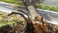 Košava divlja Beogradom i ruši zdrava stabla: Šta treba da uradite ako naiđete na ovakav prizor