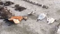 Pored jezera u Indiji nađeno 2.400 mrtvih ptica: Niko ne zna šta im se dogodilo