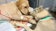 Pas teši bolesnog labradora na veterinarskom krevetu: Istopićete se kada vidite ovu požrtvovanost