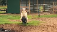 A na farmi drama: Neposlušna svinja i još luđa lama