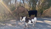 Scena kao iz Biblije: Kamila, krava i magarac pronađeni kako lutaju ulicom