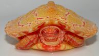 Nestvarne boje albino kornjača: Izgledaju kao mali zmajevi