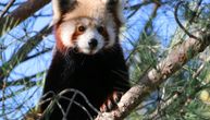Crvena trogodišnja panda pobegla iz Zoo vrta: Gledajte u krošnje, uprava vrta moli meštane