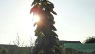 Radovanov suncokret najviši u Banatu: Kao čarobni pasulj, otišao u nebo 5 m, a tek da vidite glavu
