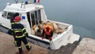 Prevrnuo se brod koji je prevozio 14.000 ovaca, životinje plivale