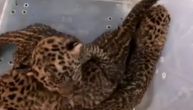 Seljaci su oterali majku i u polju našli 3 mala leoparda, ali priča ima dirljiv kraj