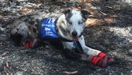 Ovo je pas heroj: Požari opustošili Australiju, on traga za preživelim koalama