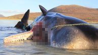 Iznemogao od gladi, nasukao se na obalu: U utrobi uginulog kita našli čak 100 kilograma smeća