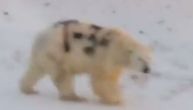 Snimak polarnog medveda uznemirio stručnjake: Zbog ovog natpisa nalazi se u opasnosti