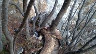 Dobrila pronađena mrtva, zaglavljena između drveća na Orlovici: "Prizor nas je prenerazio"