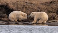 Bitka dva polarna medveda za "plen": Ono oko čega su se borili sve je zaprepastilo