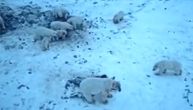 Polarni medvedi okupirali selo u Sibiru: Stalno dolaze novi, na ulicama "medveđa patrola"