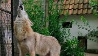 Uhvaćena odbegla vučica iz osiječkog zoo vrta: Akcija hvatanja trajala 3 sata