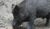 Afrička svinjska kuga preti Evropi: Nemačka podigla ograde na granici s Poljskom
