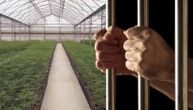 Palo 25 članova albanske narko-grupe: Hapšeni širom Evrope nakon otkrivanja šest plantaža marihuane