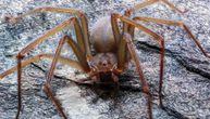 Pronađena nova vrsta pauka sa otrovom, koji jede meso