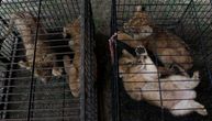 Uhapšeni krijumčari lavova, leoparda i kornjača: Jedno mladunče hteli da prodaju za 32.000 dolara