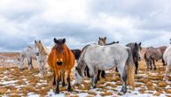 Lepota koja kao da nije s ovog sveta: Livanjski divlji konji prkose zimi i jure planinom