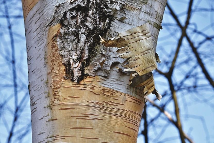 Image result for birchbark tree