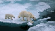 Ove zime manje polarnih medveda će krenuti put arktičkih sela: Niske temperature drže ih na mestu