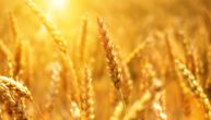 Rusi se plaše skoka cena, zabranjen izvoz žita