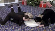 Svetska zvezda u kostimu mačke pila mleko iz posude na podu: Imala je jak razlog