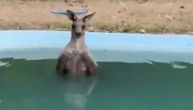 Kengur pobegao od požara u bazen: Dok je oko njega gorelo, našao je način da se rashladi