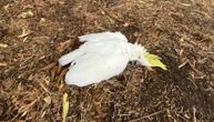 U Australiji je toliko vruće da mrtve ptice padaju sa neba: Nisu preživele plus 50 stepeni