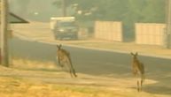 Kenguri zauzeli centralne ulice: Gradovi u Australiji su toliko pusti da oni sad njima gospodare