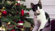 Kako da sačuvate novogodišnju jelku od mačke?